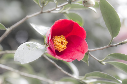 血紅花瓣金黃花蕊山茶花