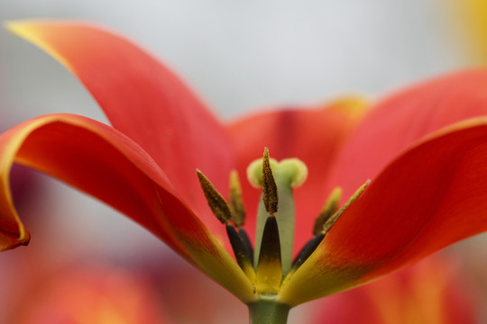 郁金香花蕊