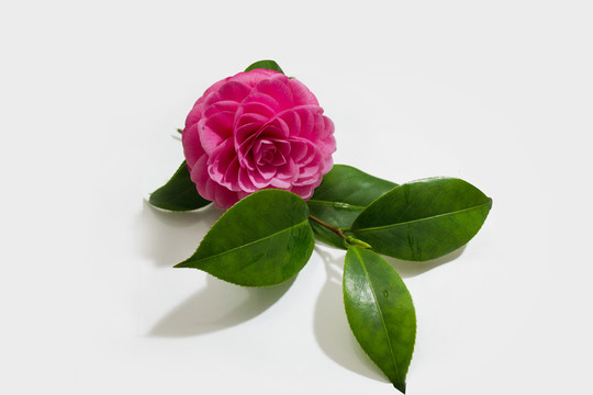 花瓣