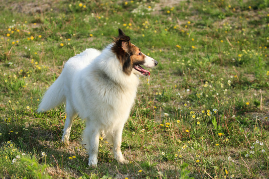 蘇格蘭牧羊犬