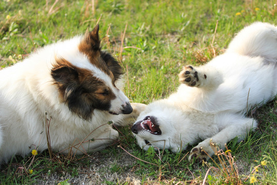 蘇格蘭牧羊犬