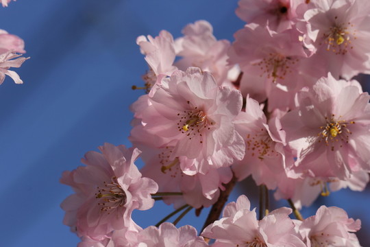 櫻花