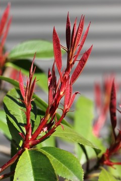 紅樹葉