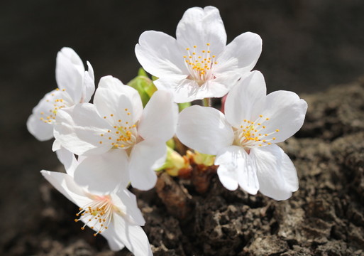 櫻花