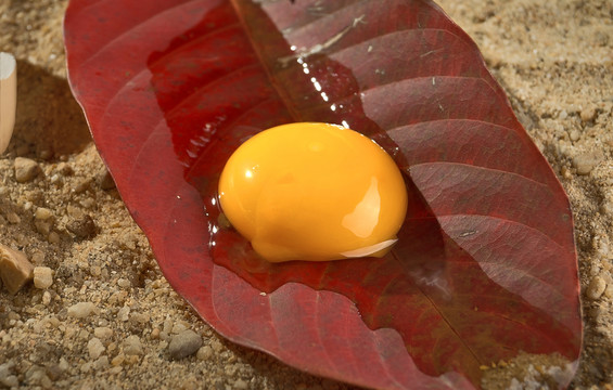 生態(tài)雞蛋
