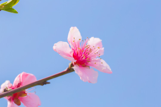 桃花
