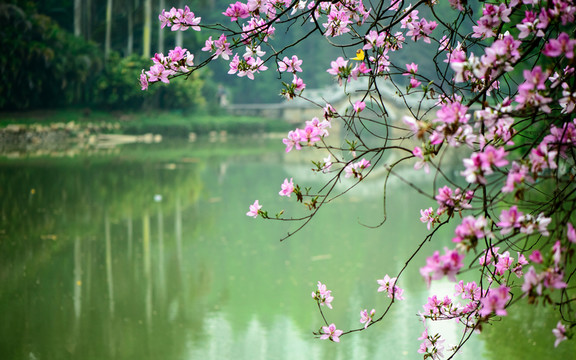 廣州華南植物園風(fēng)景