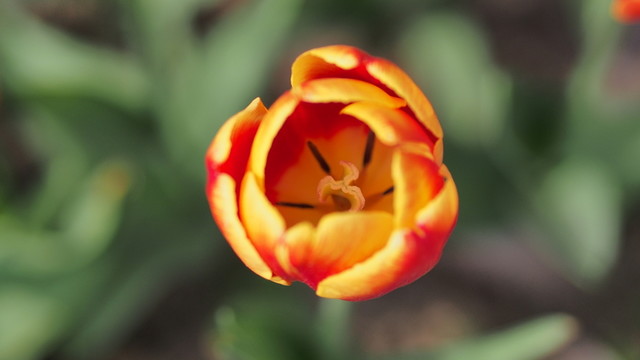 花卉