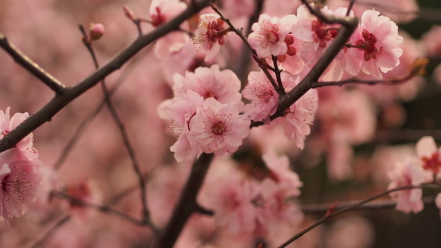 花卉