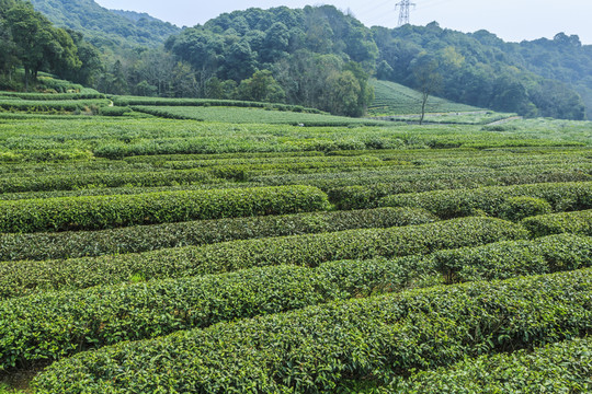 茶山