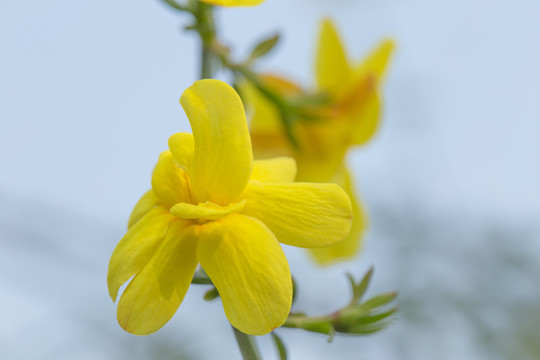 迎春花