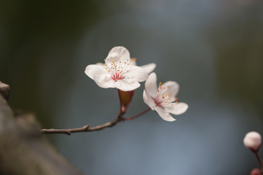 紅葉李