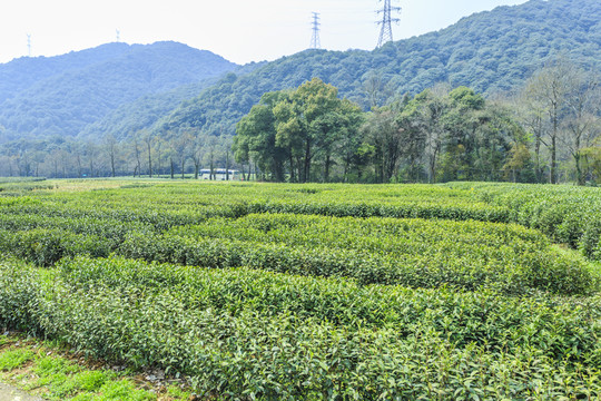 茶場