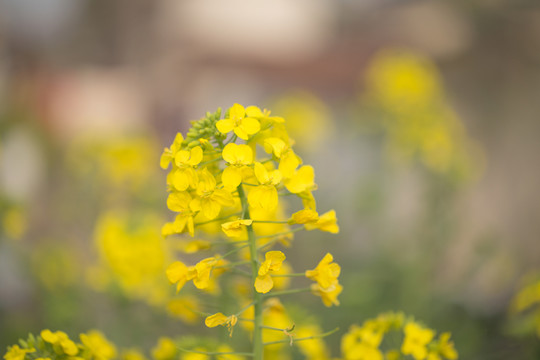 油菜花 特寫