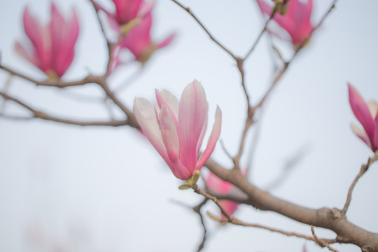 玉蘭花