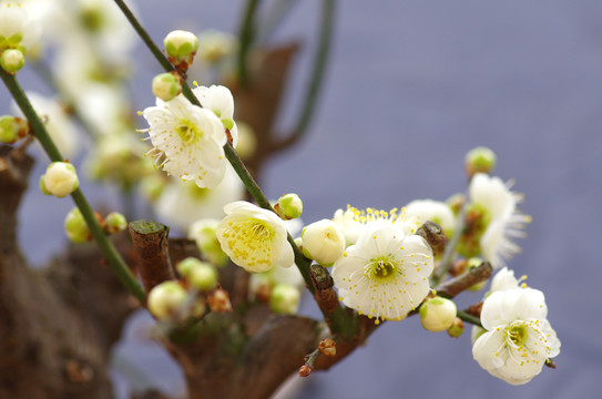 梅花