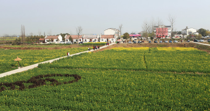 油菜花 花海 春天