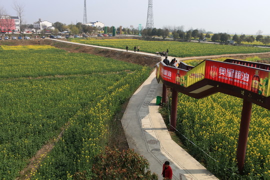 油菜花 花海 春天