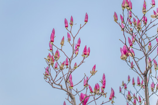 玉蘭花 花苞 花蕾