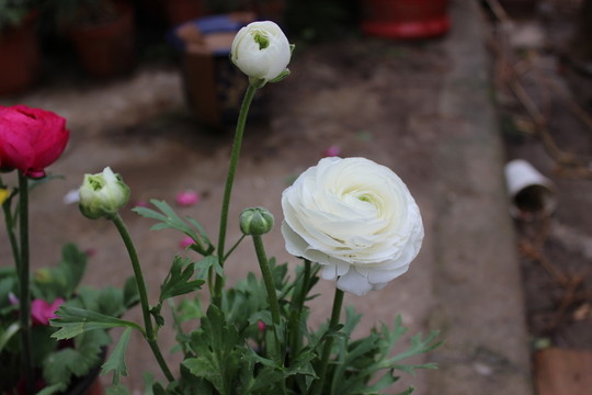 春天的花木