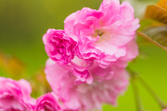 櫻花