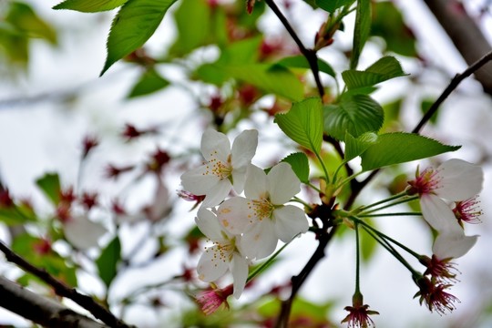 櫻花
