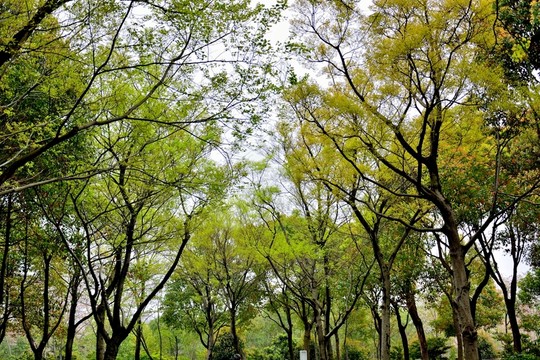 樹木