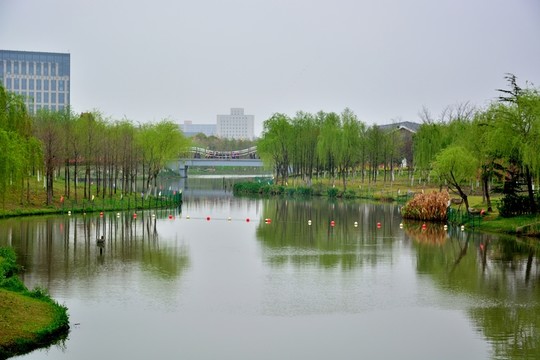 顧村公園