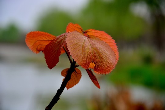 樹(shù)葉