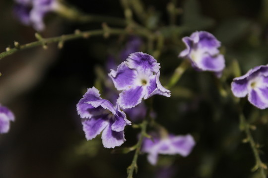 春天的花朵