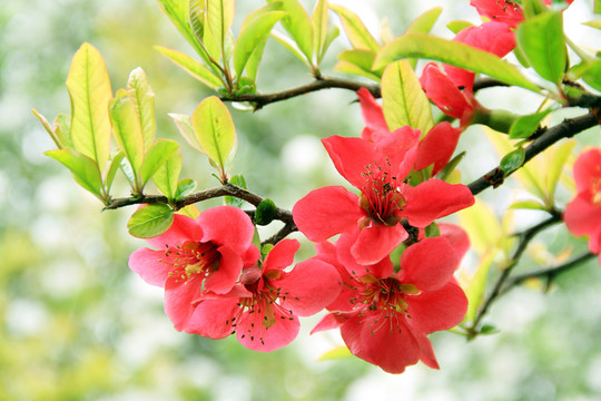 紅花