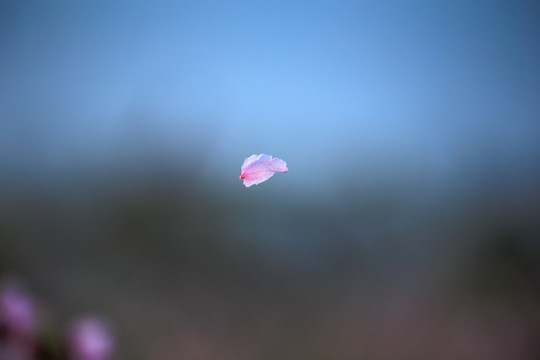 一片漂浮的花瓣
