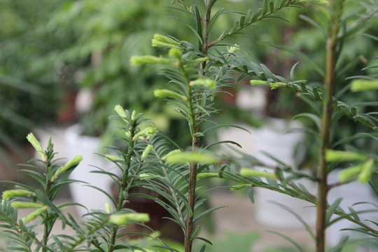 春天的花木