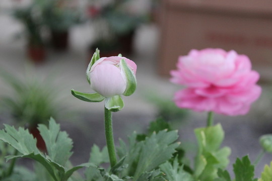 春天的花朵
