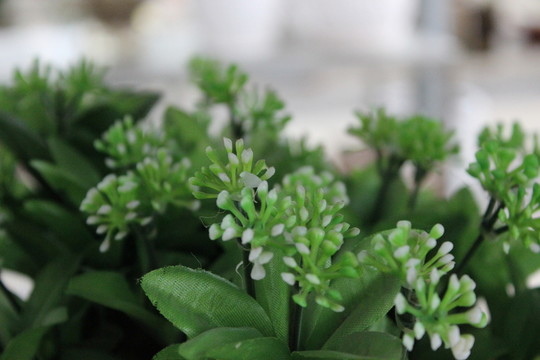 春天的花朵