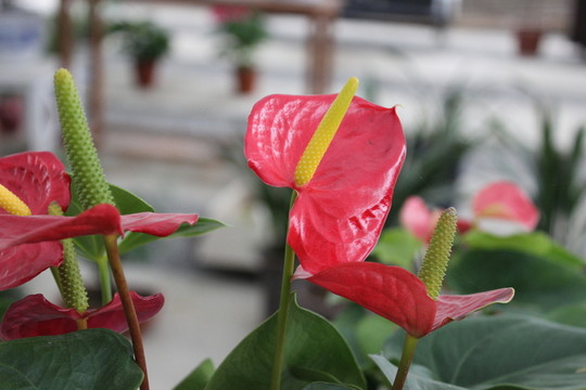 春天的花朵
