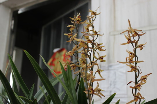 春天的花朵