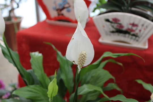春天的花朵
