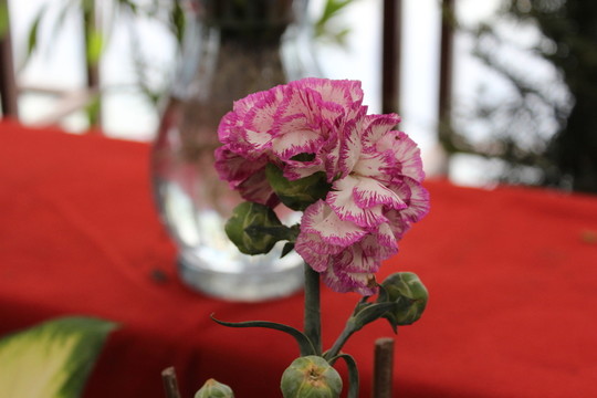 春天的花朵