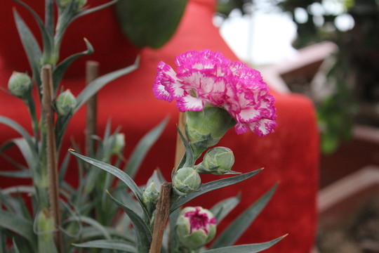 春天的花朵