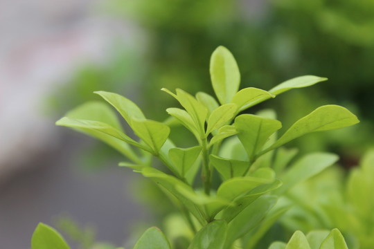 春天的小草
