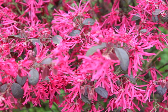 紅色的花