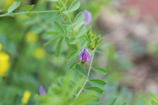 野草花