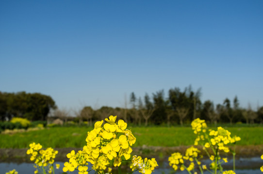 油菜花特寫(xiě)