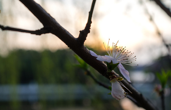 桃花特寫