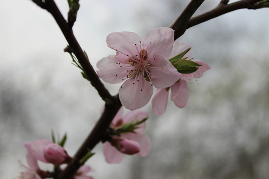 春天的桃花