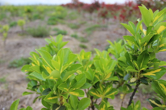 綠色的小樹(shù)