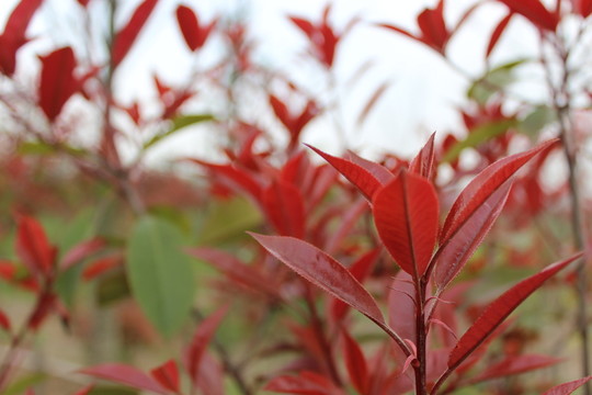 紅色的樹林