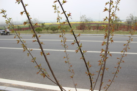 公路旁的樹木