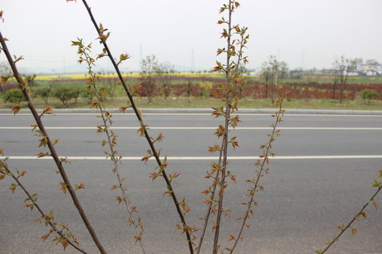 公路旁的樹木